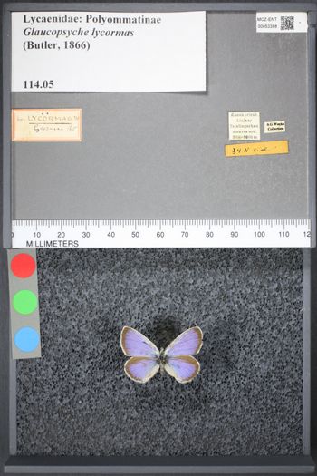 Media type: image;   Entomology 53388
